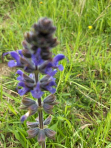 Ajuga reptans e Salvia verbenaca